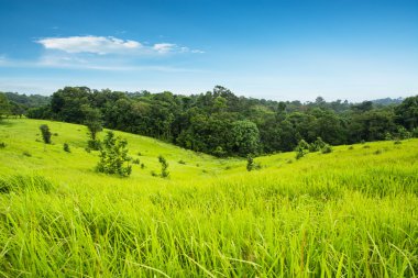 yeşil çayır ve dağlar