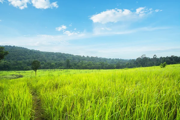 Pradera verde y montañas — Foto de Stock