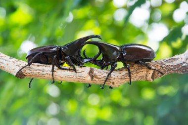 Stag beetle ağaç üzerinde