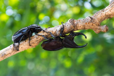 Stag beetle erkek ve dişi ağaç üzerinde