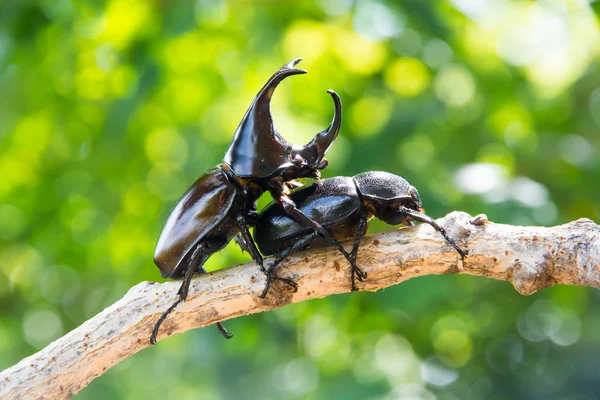 Escarabajo ciervo macho y hembra en el árbol —  Fotos de Stock