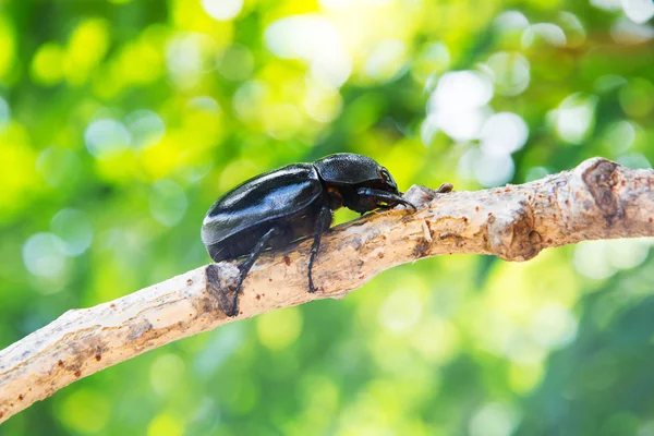 Stag beetle ağaç üzerinde — Stok fotoğraf