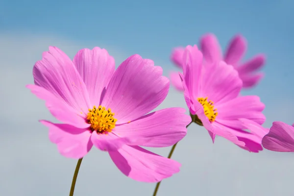 Cosmos flower with blue sky — Stock Photo, Image