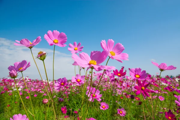 Cosmos flower with blue sky — Stock Photo, Image