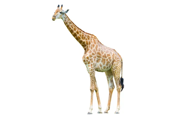 Twee giraffe geïsoleerd op witte achtergrond — Stockfoto