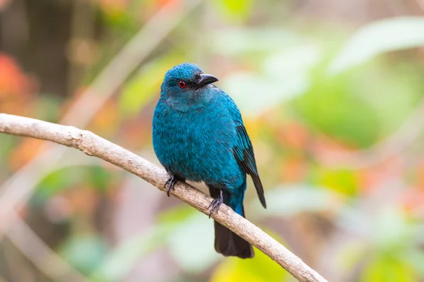 Feminino Asiático Fada-Bluebird (Irena puella ) — Fotografia de Stock