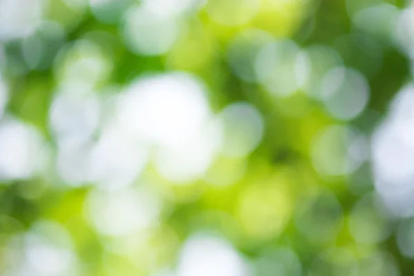 Abstract nature blurred background with bokeh — Stock Photo, Image