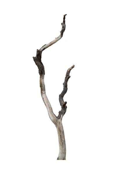 Beyaz arkaplanda izole edilmiş ölü ağaç — Stok fotoğraf