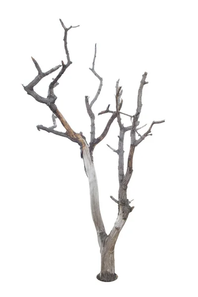 ต้นไม้ที่ตายแล้วถูกแยกจากพื้นหลังสีขาว — ภาพถ่ายสต็อก