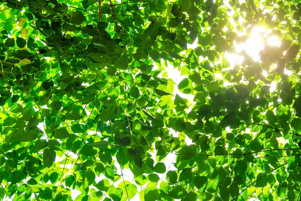 Hojas verdes a la luz del sol — Foto de Stock