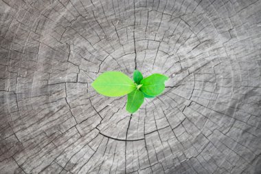 Seedling on the old stump clipart