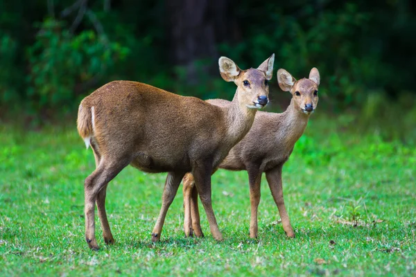 Cinghiale cervo sul campo — Foto Stock