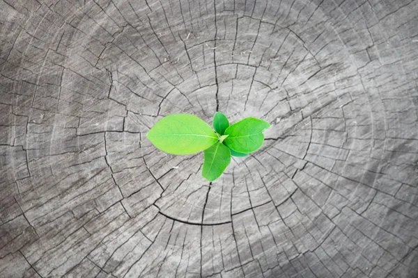 Seedling on the old stump — Stock Photo, Image