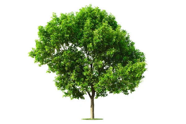 Árvore verde isolada com fundo branco — Fotografia de Stock