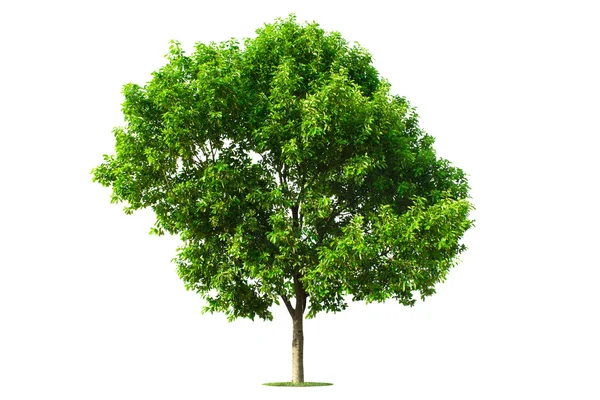 Árbol verde aislado con fondo blanco — Foto de Stock