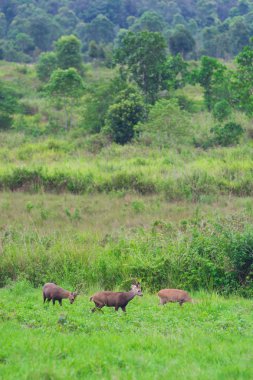 Domuz geyiği sahada