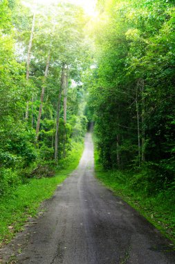 Orman ve ülke yol yeşil
