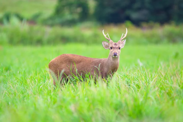 Cinghiale cervo sul campo — Foto Stock