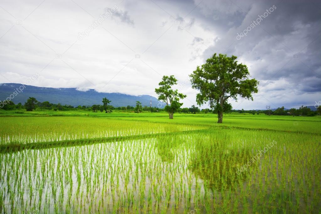 Green rice field with a mountain backdrop