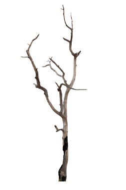Beyaz arkaplanda izole edilmiş ölü ağaç