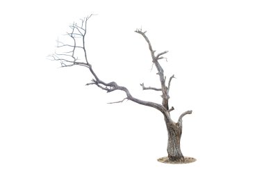 Beyaz arkaplanda izole edilmiş ölü ağaç