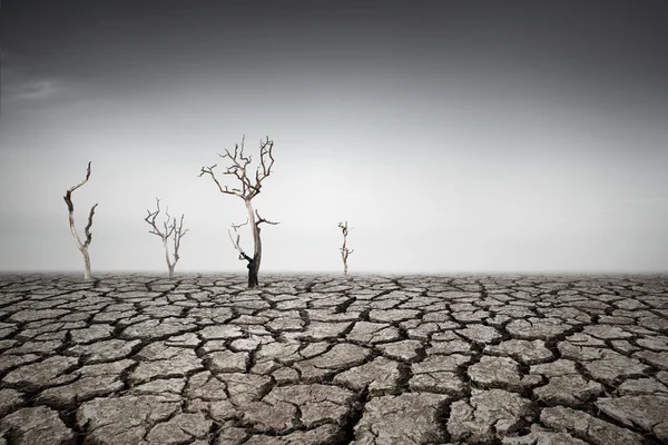 Tierras de sequía — Foto de Stock