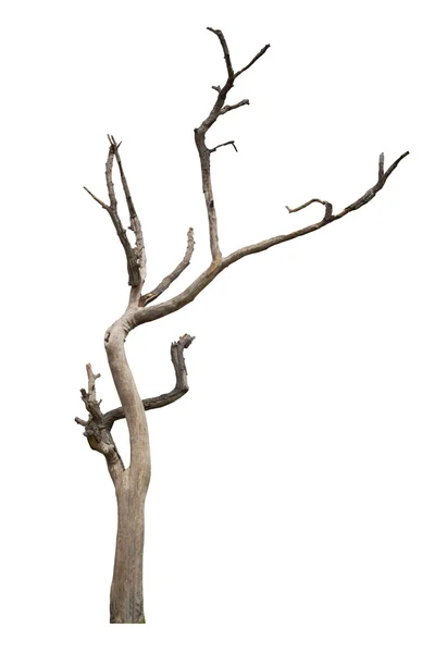 Beyaz arkaplanda izole edilmiş ölü ağaç