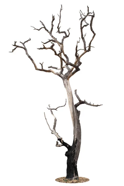 Arbre mort isolé sur fond blanc — Photo