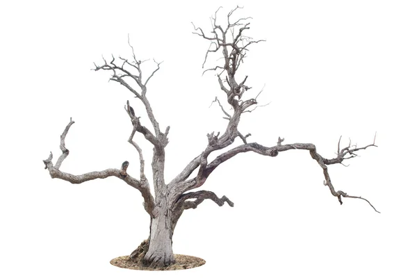 Árvore morta isolada no fundo branco — Fotografia de Stock