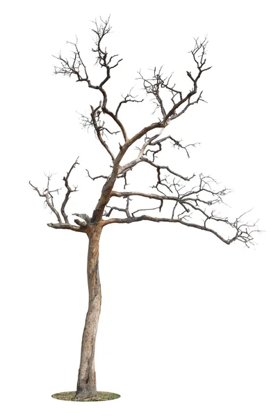 Dead tree isolated on white background — Stock Photo, Image