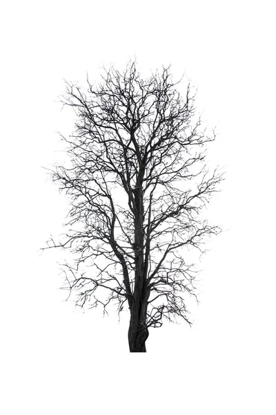 Dead tree isolated on white background — Stock Photo, Image