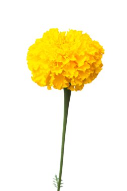 Marigold beyaz arkaplanda izole edildi
