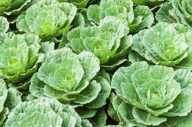 yeşil lahana lahana alanındaki