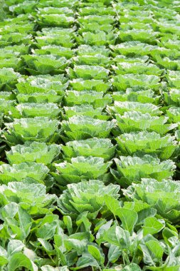 yeşil lahana lahana alanındaki