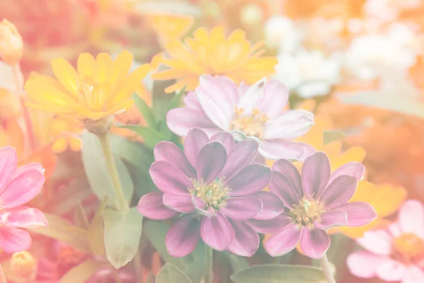 ジニア庭の花に — ストック写真