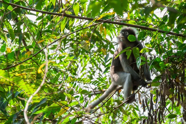 Ciemny liść małp — Zdjęcie stockowe