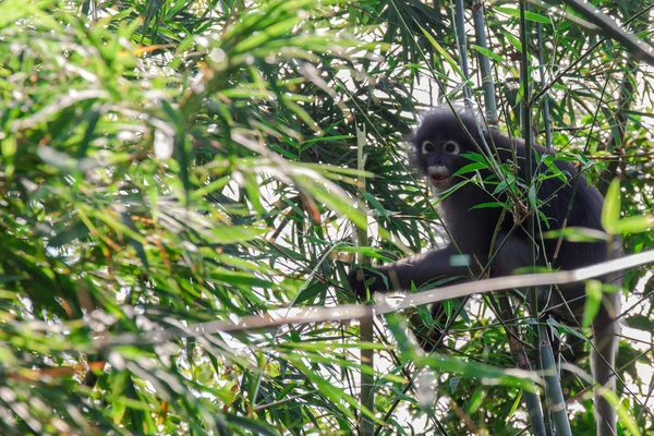 Сумрачная листовая обезьяна — стоковое фото