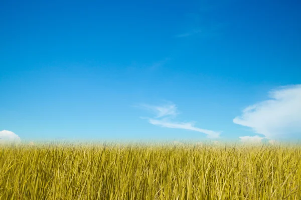 Grass and sky — Stock Photo, Image