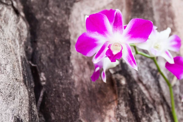 Fialové orchideje v parku — Stock fotografie