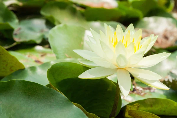 Lotus blanc ou nénuphar — Photo