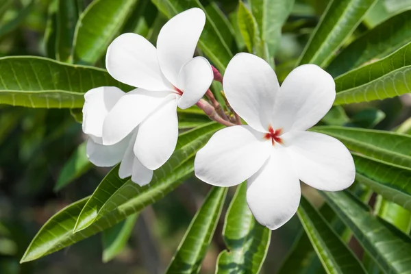 白色素馨花鲜花 — 图库照片