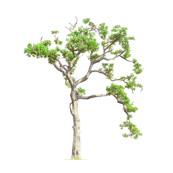 Baum — Stockfoto