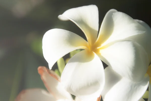 Schöne weiße Frangipani-Blüten — Stockfoto