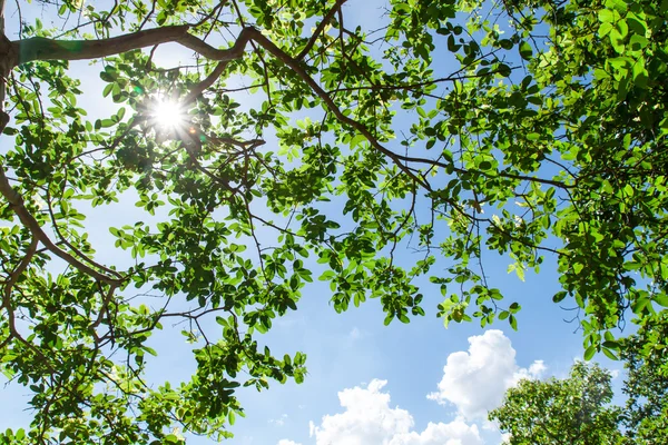 Blick auf Baum und Sonne am blauen Himmel lizenzfreie Stockbilder