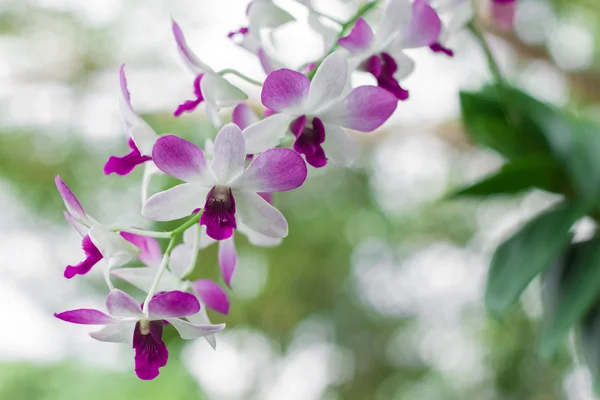 Orquídeas — Fotografia de Stock