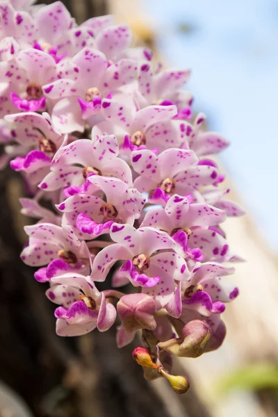 Flor de orquídea . — Fotografia de Stock