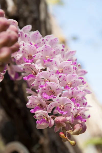 Rhynchostylis gigantea. , flor de orquídea . — Fotografia de Stock