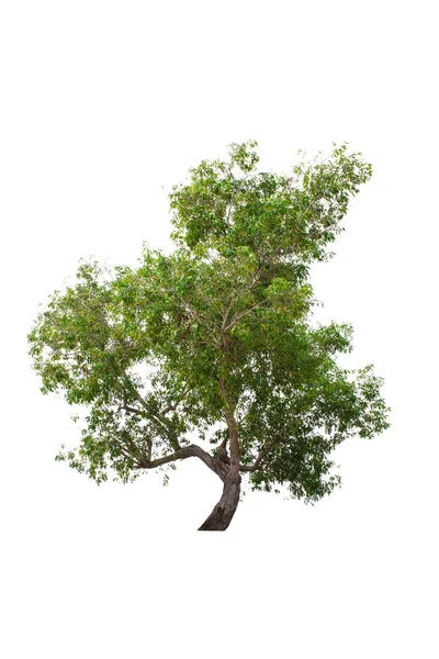 Árbol aislado en blanco —  Fotos de Stock