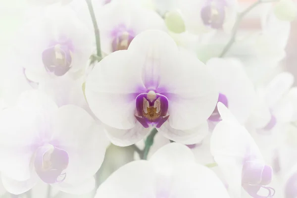 Orchideje v měkké stylu — Stock fotografie