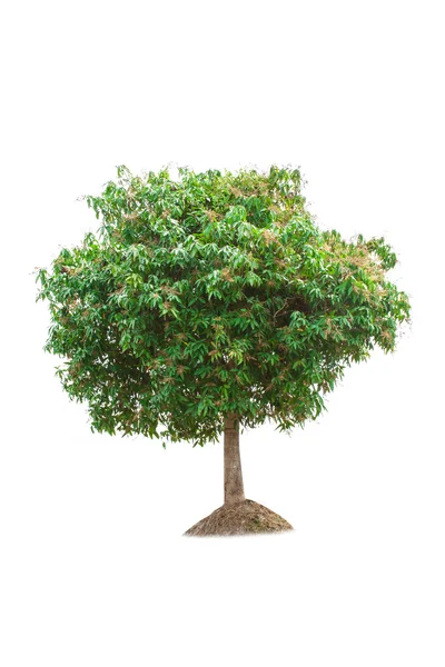 Mangobaum — Stockfoto